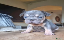 French Bulldog dogs for sale: Beautiful French bulldogs - Image 14