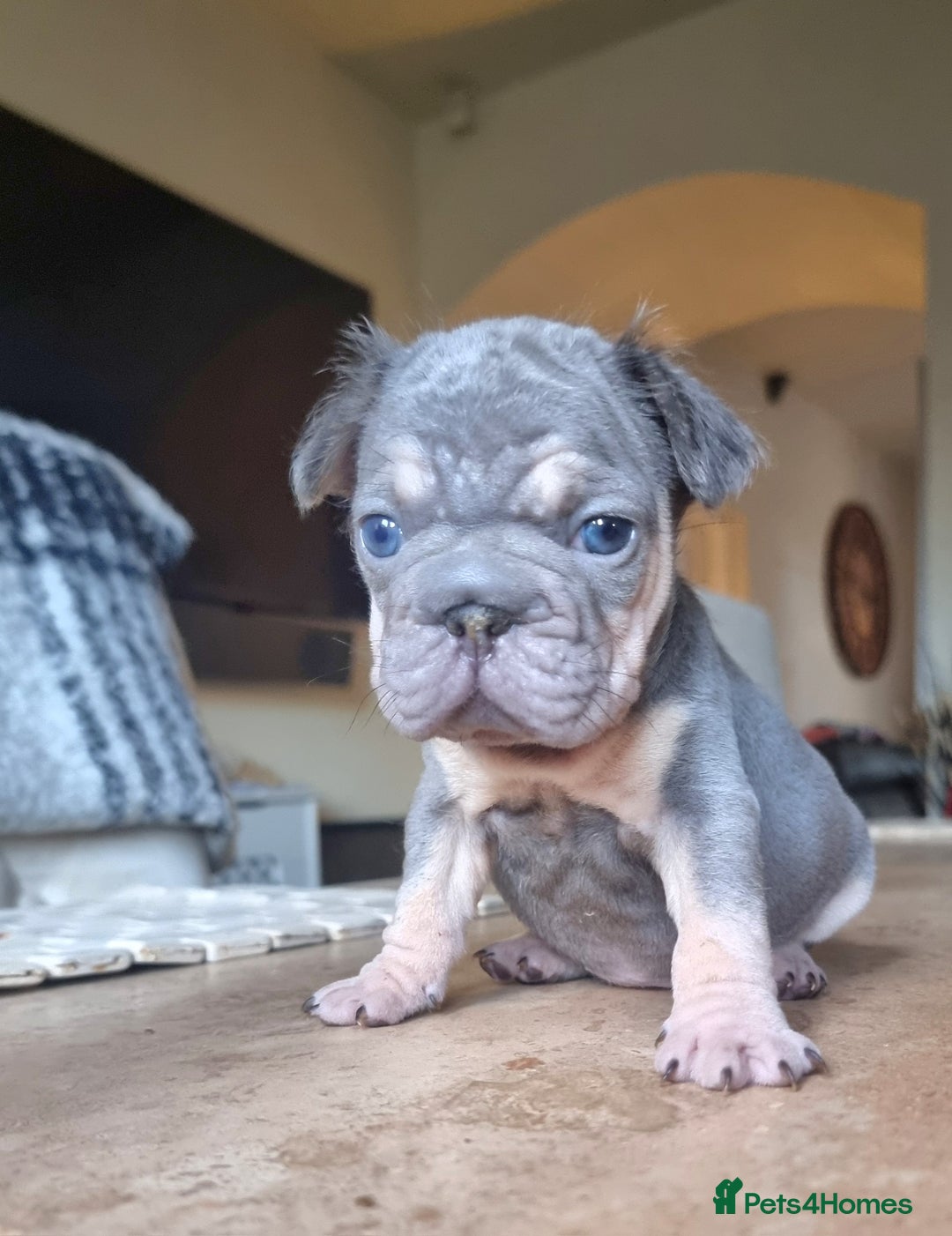 French Bulldog dogs for sale: Beautiful French bulldogs - Image 14