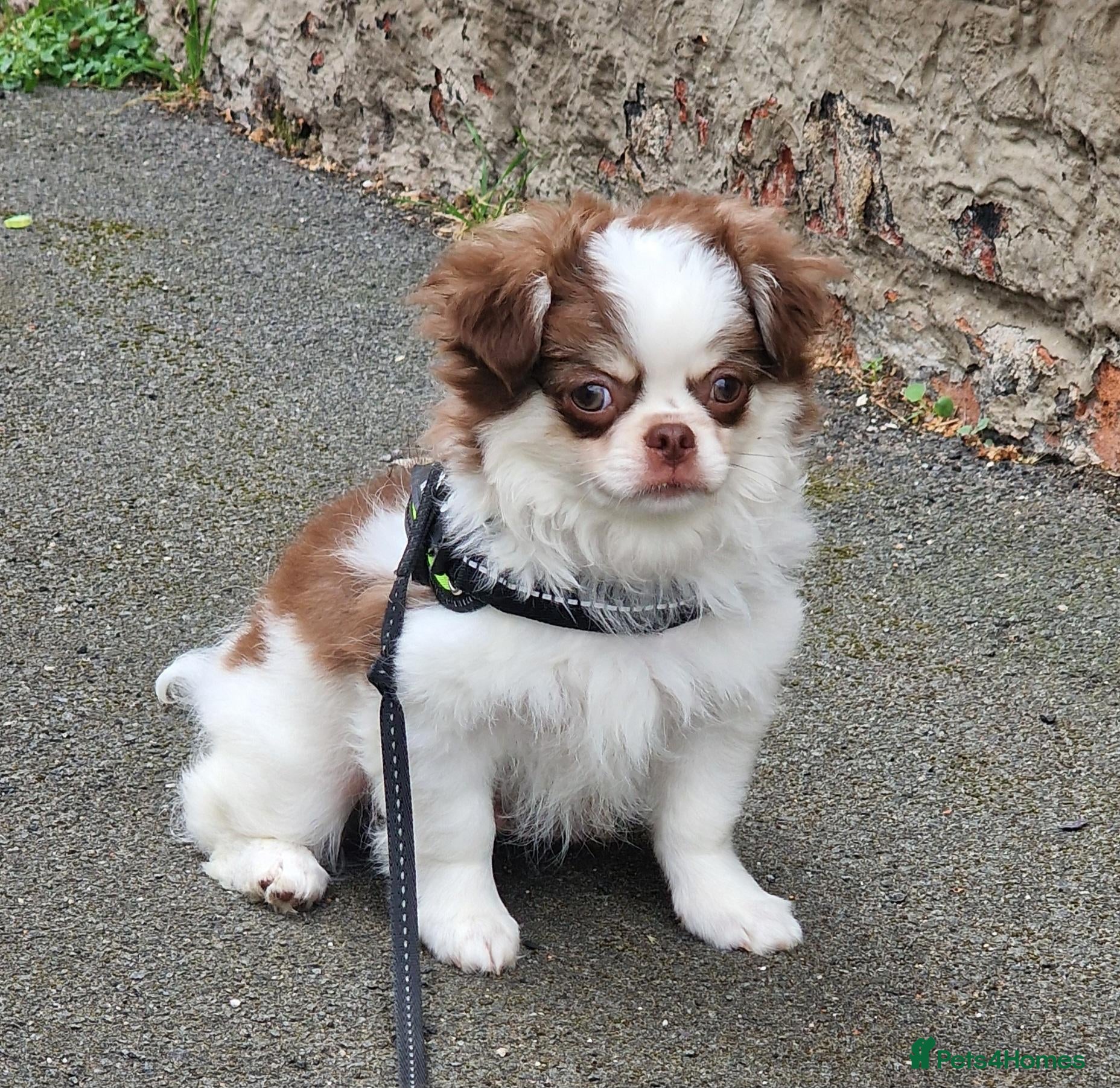Chihuahua dogs READY NOW KC reg CHIHUAHUA Long coat chocolate boy - Advert 6