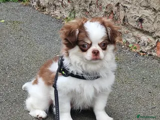 Chihuahua dogs VET CHECKED✅️ HEALTHY BOY✅️ KC CHOC PARTI - Advert 2