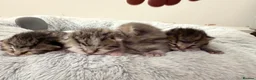 Mixed Breed cats for sale: Stunning BritishShorthair  MaineCoon Cross Kittens - Advert 2