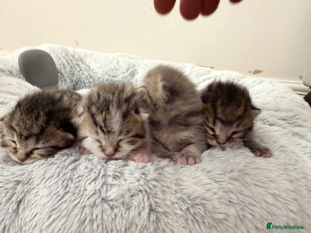 Mixed Breed cats for sale: Stunning BritishShorthair  MaineCoon Cross Kittens - Advert 2