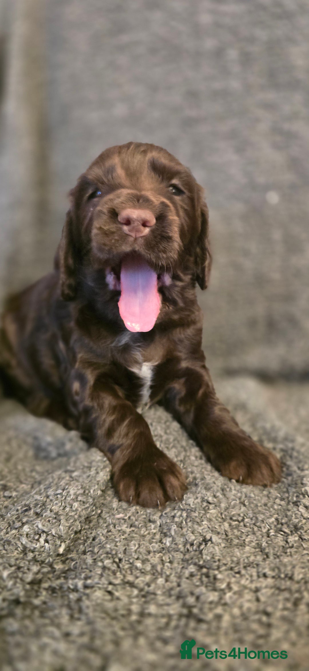 Cocker Spaniel dogs for sale: Cocker spaniel puppies for sale  - Advert 3