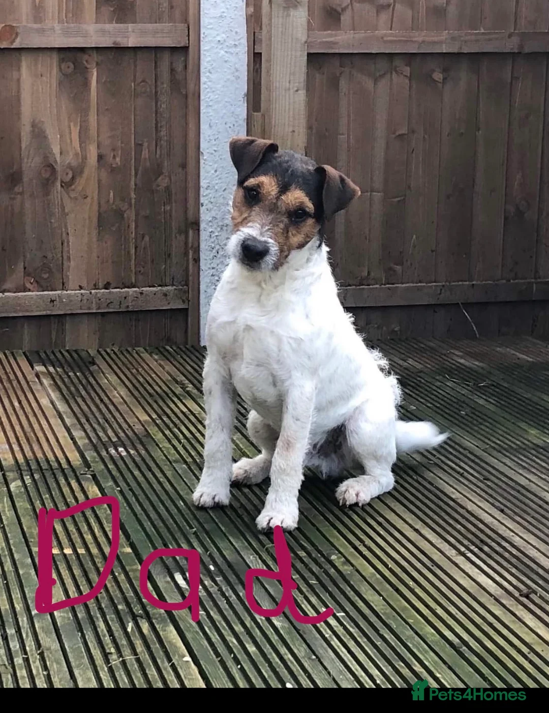 Parson Russell dogs for sale: Parson Russell Terriers  - Advert 14