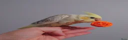 Cockatiels birds for sale: Hand reread silly tame DNA sexed baby cockatiels  - Advert 23