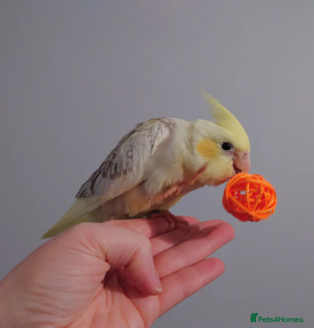 Cockatiels birds for sale: Hand reread silly tame DNA sexed baby cockatiels  - Advert 23