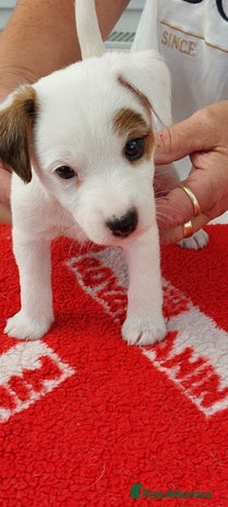 Parson Russell dogs - Advert 1