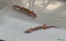 Leopard Gecko reptiles for sale: Leopard gecko babies cb25 - Image 14