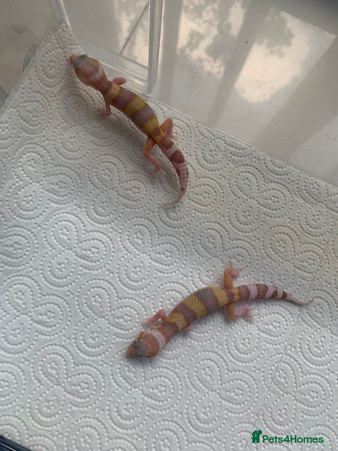 Leopard Gecko reptiles for sale: Leopard gecko babies cb25 - Image 14