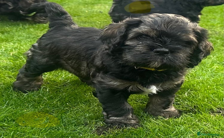 Mixed Breed dogs - Advert 2