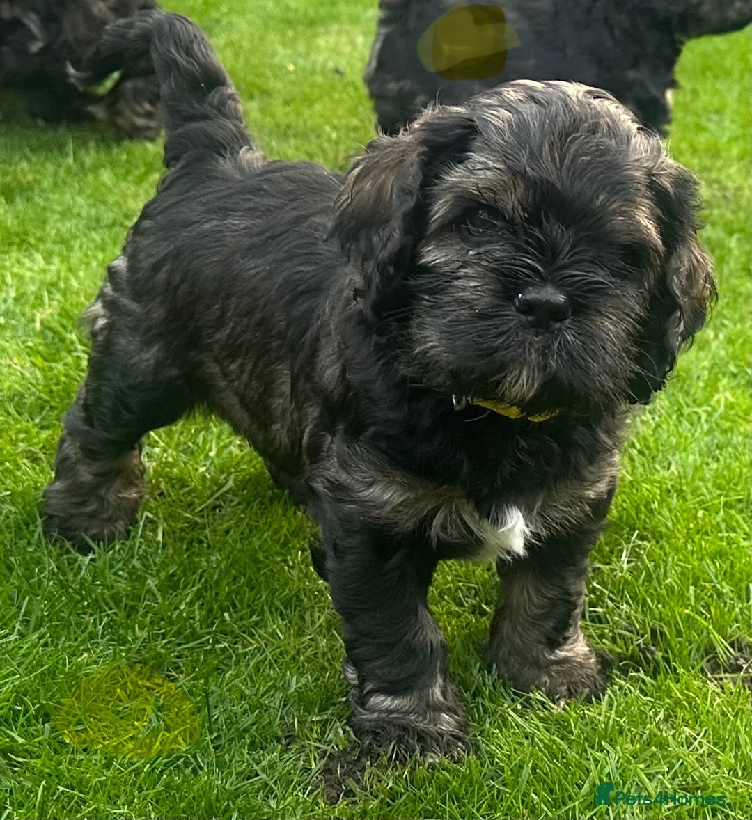 Cavachon Puppies for sale in Aldershot, Hampshire Pets4Homes