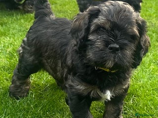 Mixed Breed dogs - Advert 32