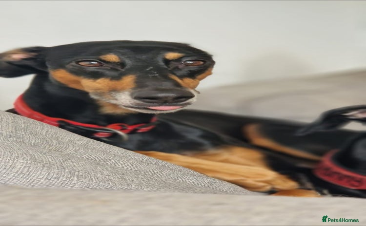 Saluki dogs - Advert 1