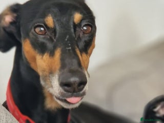 Saluki dogs - Advert 3