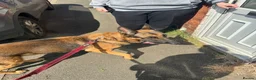 Mixed Breed dogs for sale: German shepherd  - Advert 1