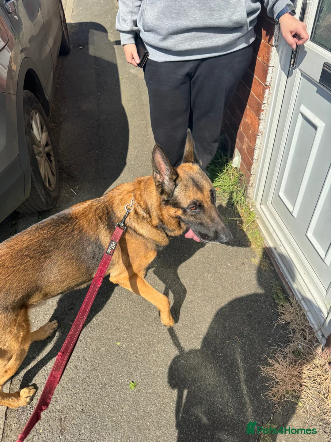 Mixed Breed dogs for sale: German shepherd  - Advert 1