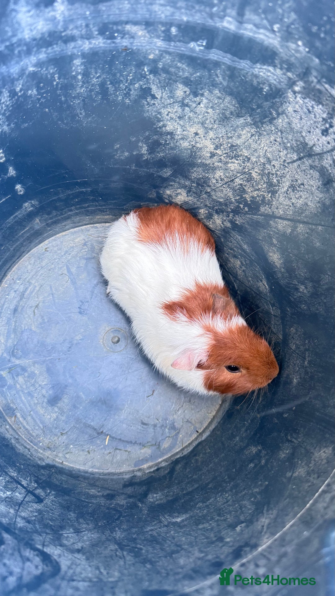 Guinea Pig rodents for sale: Mix breed  - Image 4