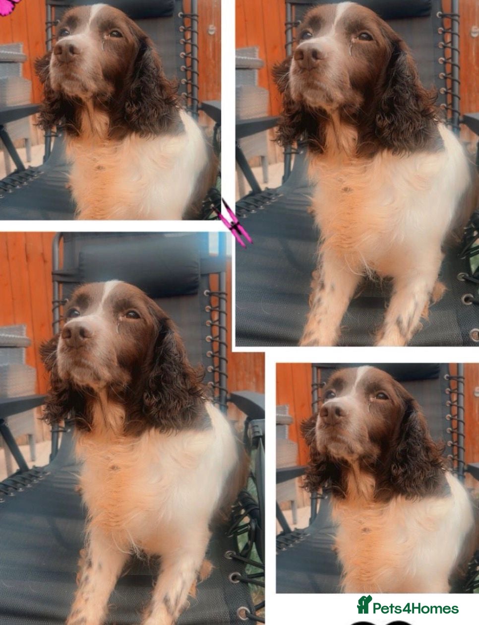 Sproodle dogs Sproodle puppies - Advert 1