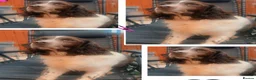 Sproodle dogs for sale: Sproodle puppies in Hull - Advert 1
