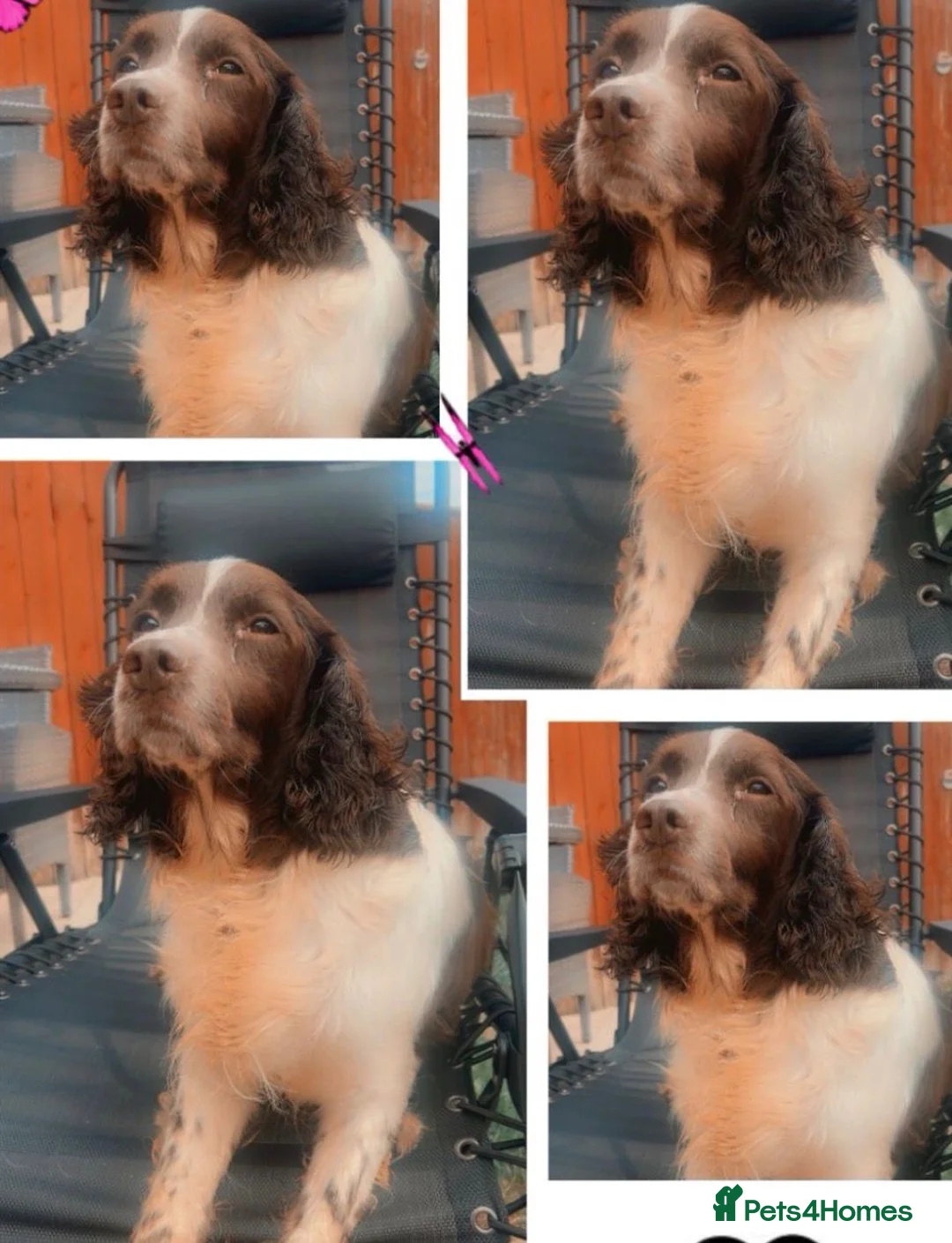 Sproodle dogs for sale: Sproodle puppies in Hull - Advert 1
