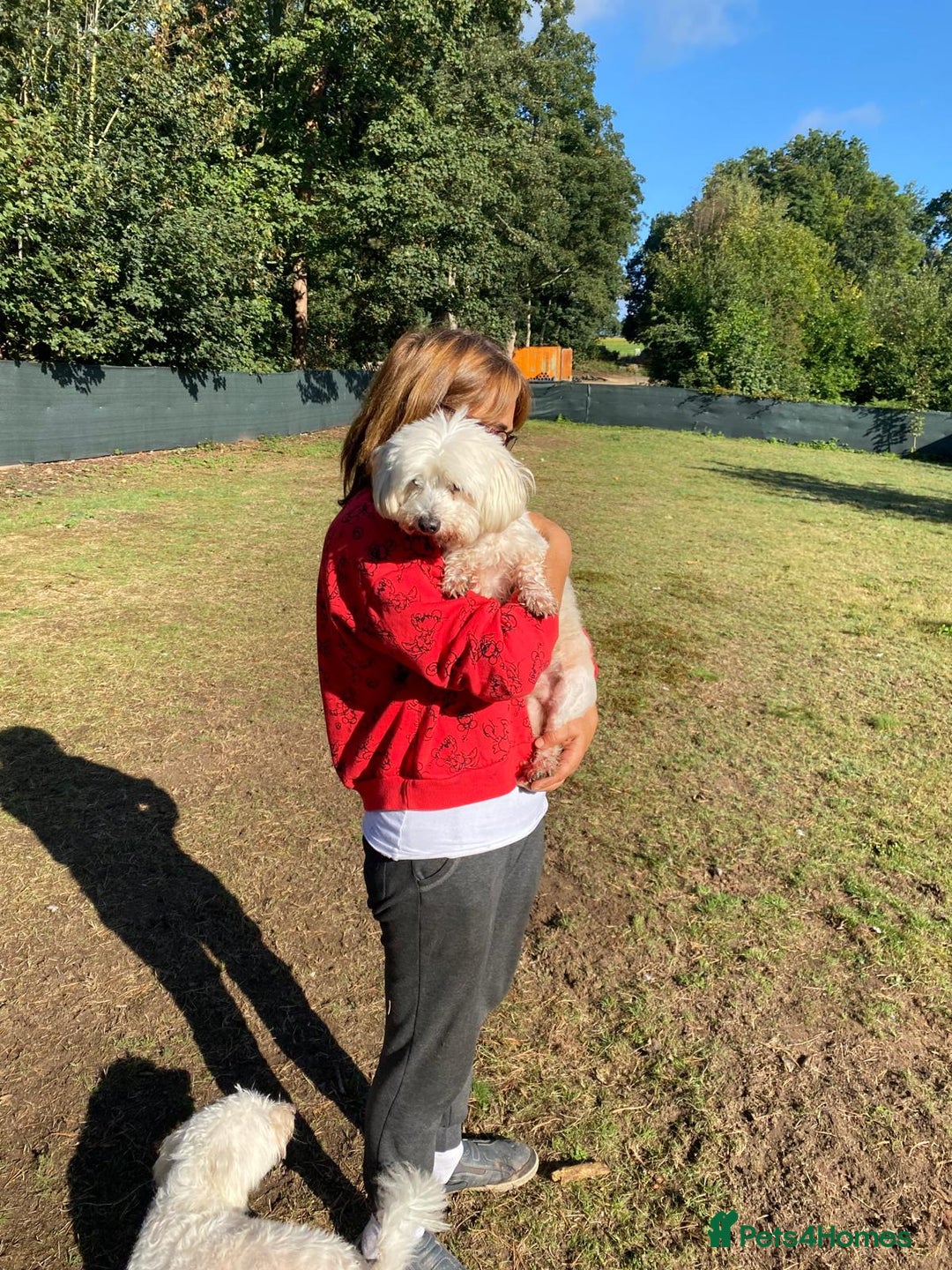 Bichon Frise dogs for adoption: OSCAR - an oldish but lovely boy for a Loving Home - Image 2