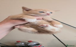 Mixed Breed cats for sale: 8 beautiful kittens ready for 1/09/2025 - Image 9