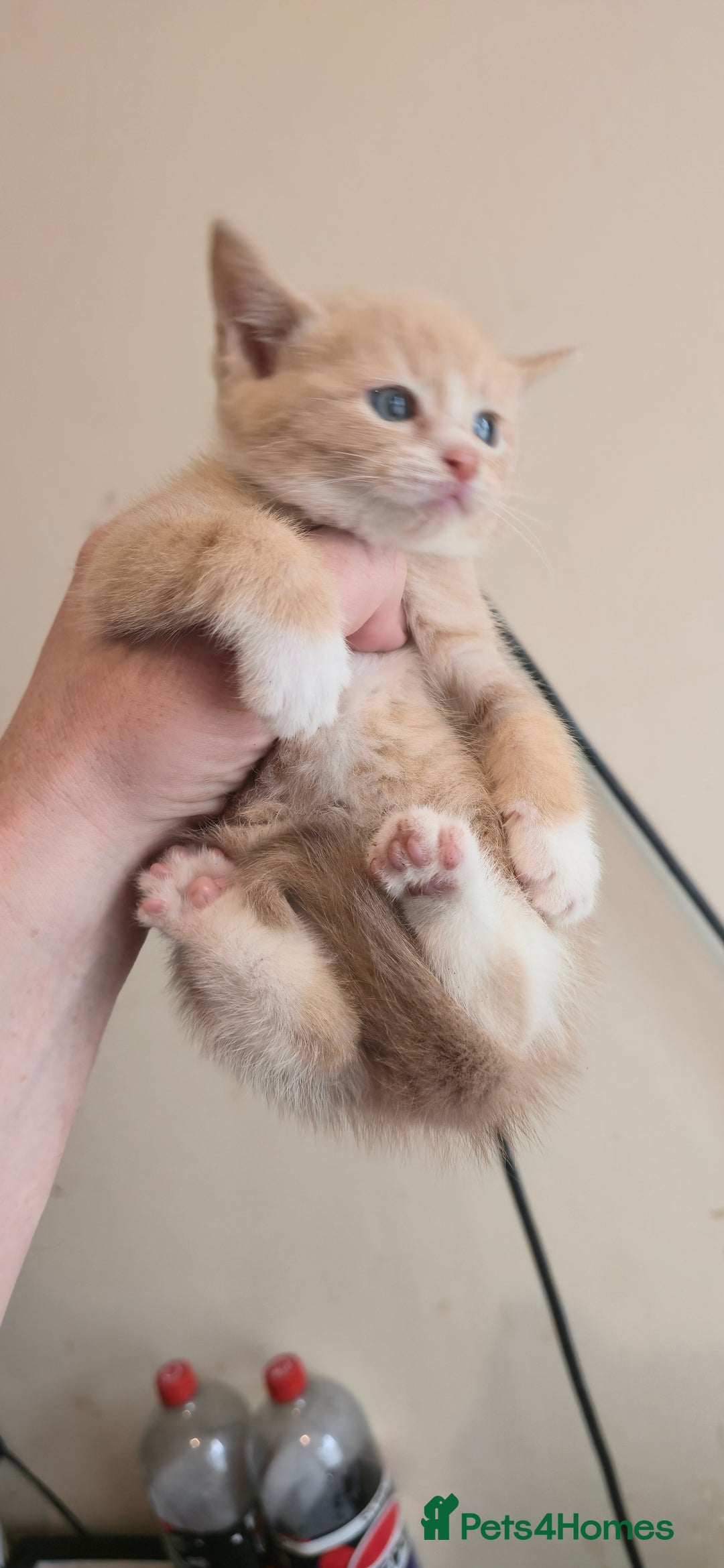 Mixed Breed cats for sale: 8 beautiful kittens ready for 1/09/2025 - Image 9