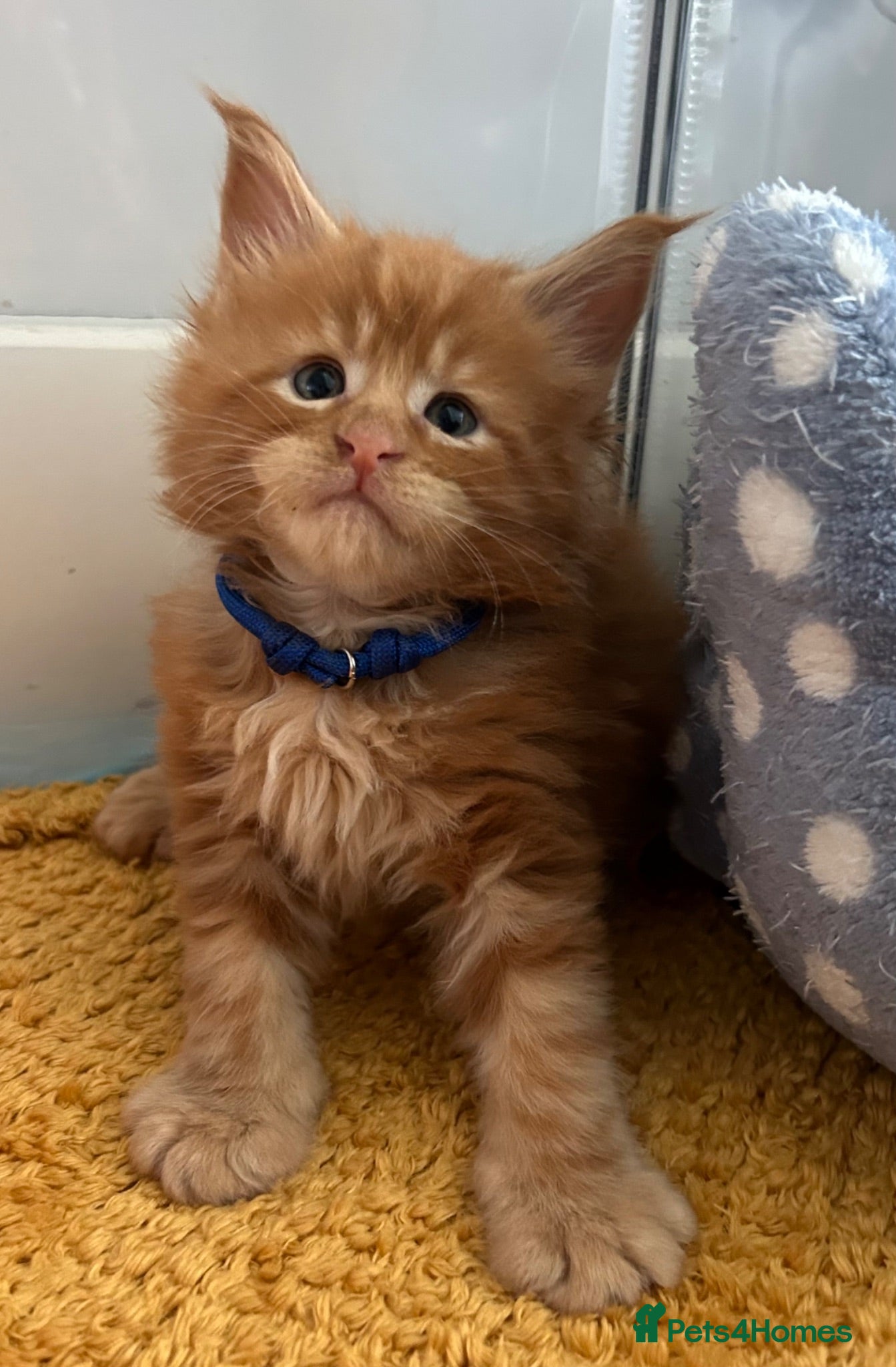 Maine Coon cats TICa reg 9 XXL Massive Red Kittens - Advert 1