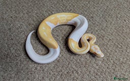 Python Snake reptiles for sale: 2025 Royal Python Hatchlings  - Image 5