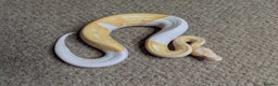 Python Snake reptiles for sale: 2025 Royal Python Hatchlings  - Advert 6