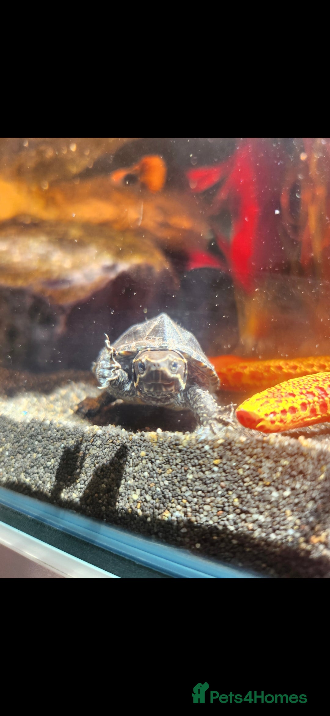 Turtle reptiles Musk turtle - Advert 1