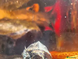 Turtle reptiles Musk turtle - Advert 1