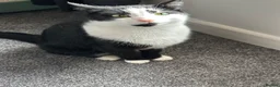 Domestic Shorthair cats for sale: Beautiful 2 year old tuxedo male - Advert 3