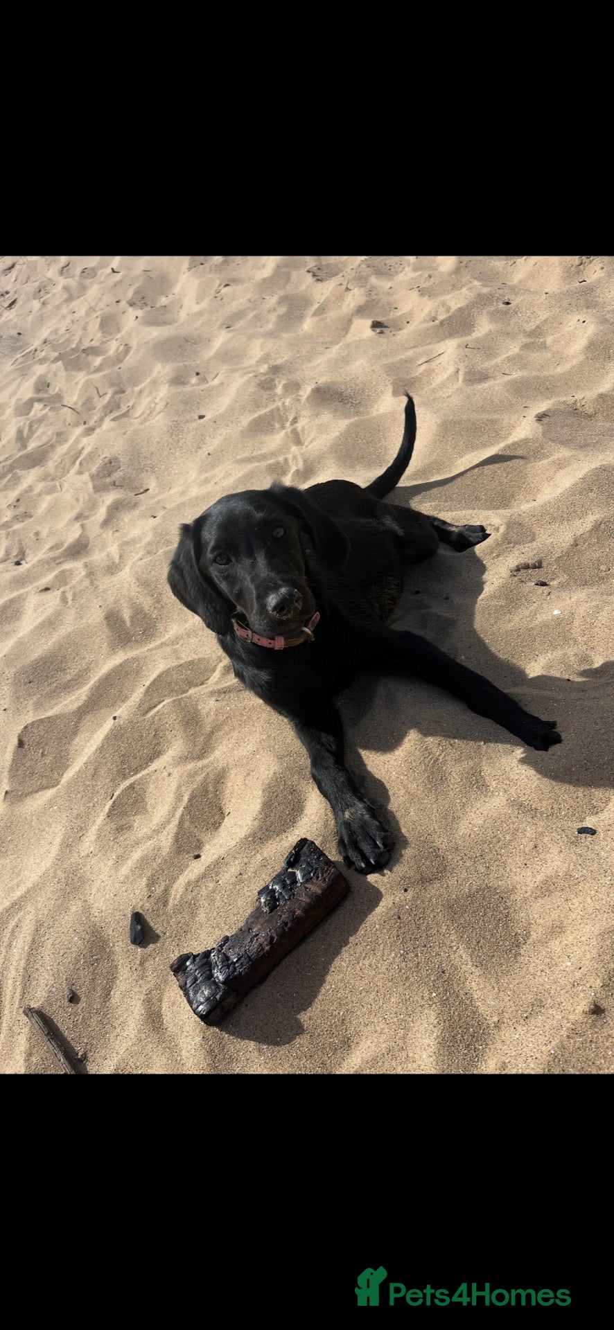 Labrador Retriever dogs Betty - Advert 2