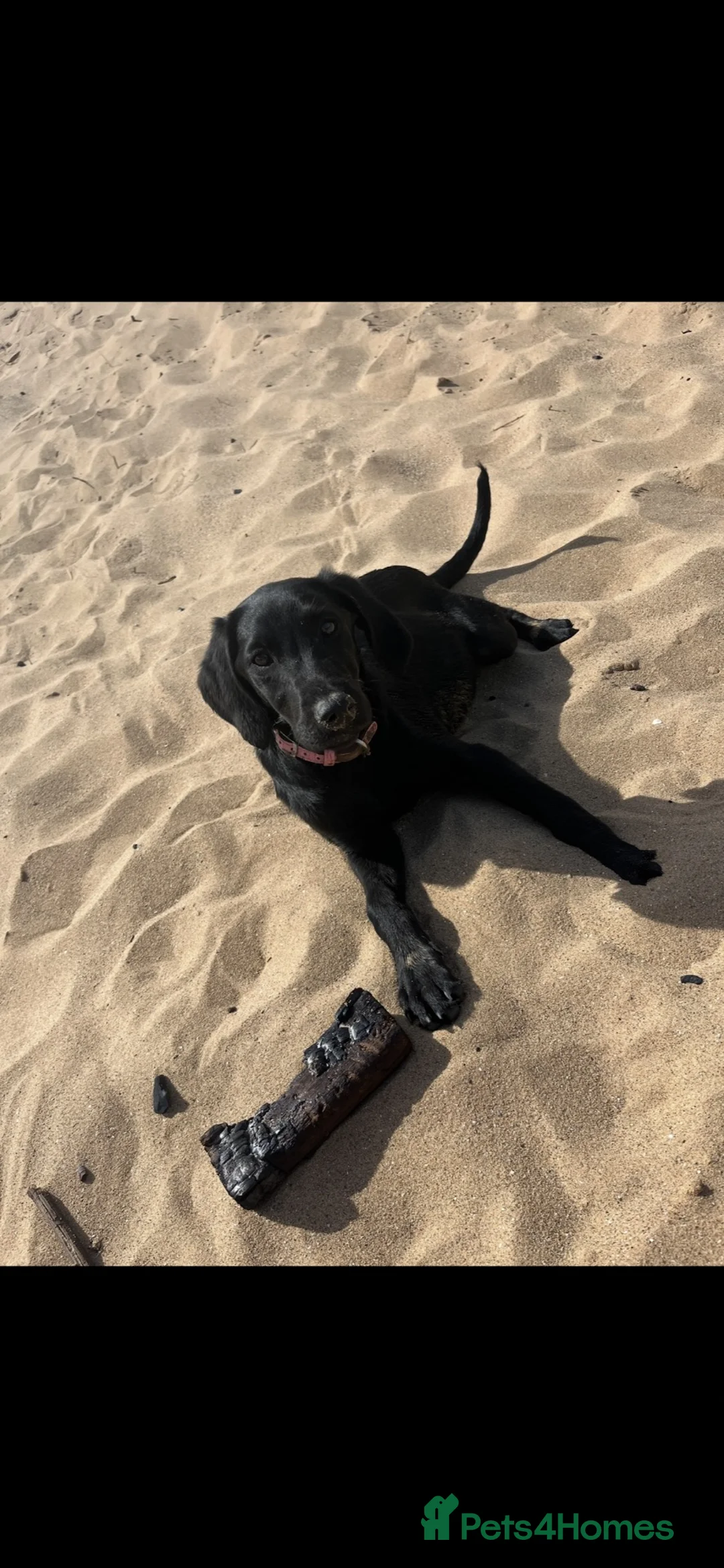 Labrador Retriever dogs for sale: Betty in Telford - Advert 1