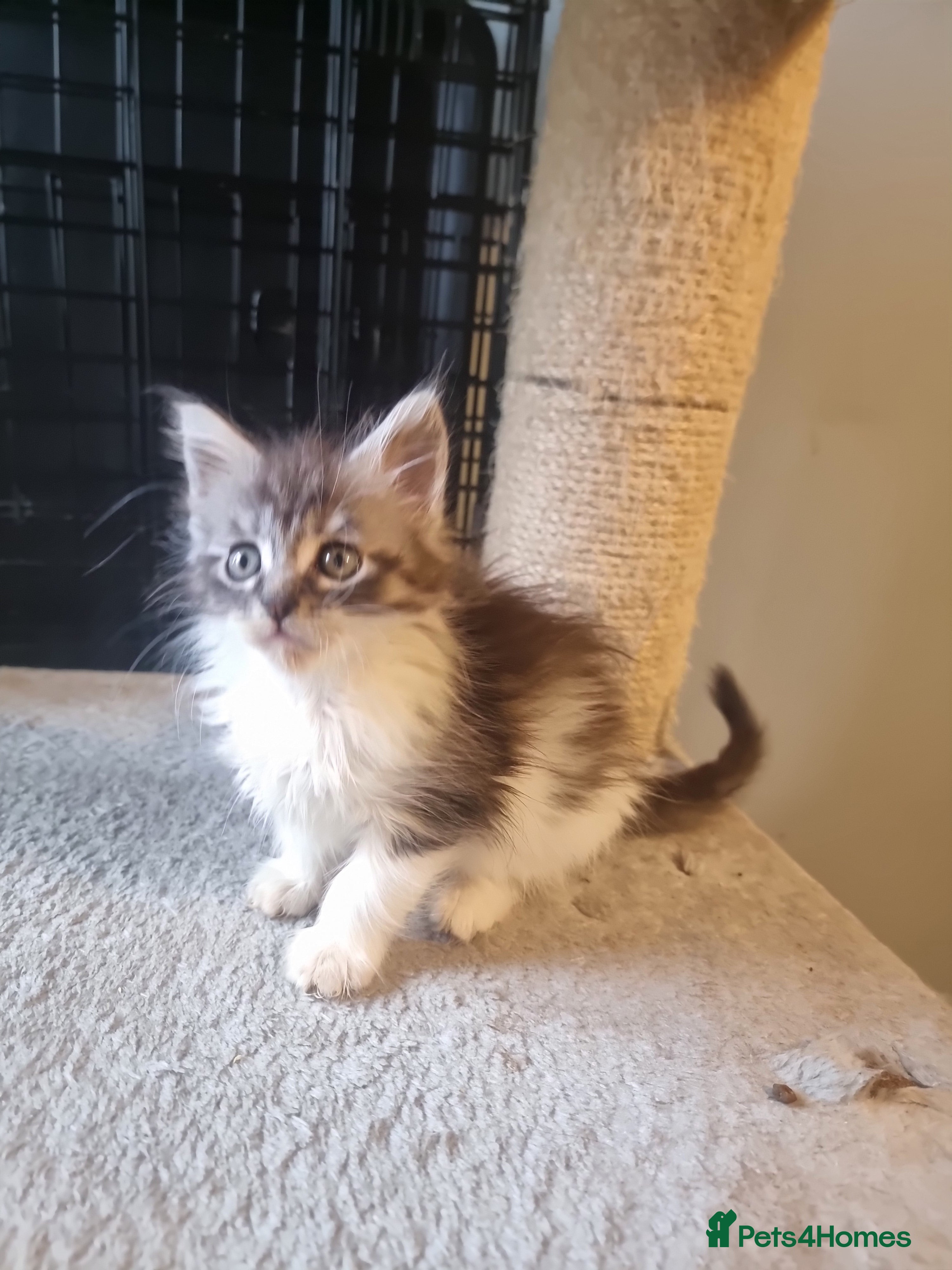 Maine Coon cats 2 litters of Maine Coon - Advert 4