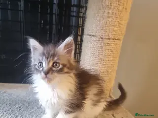 Maine Coon cats 2 litters of Maine Coon - Advert 4