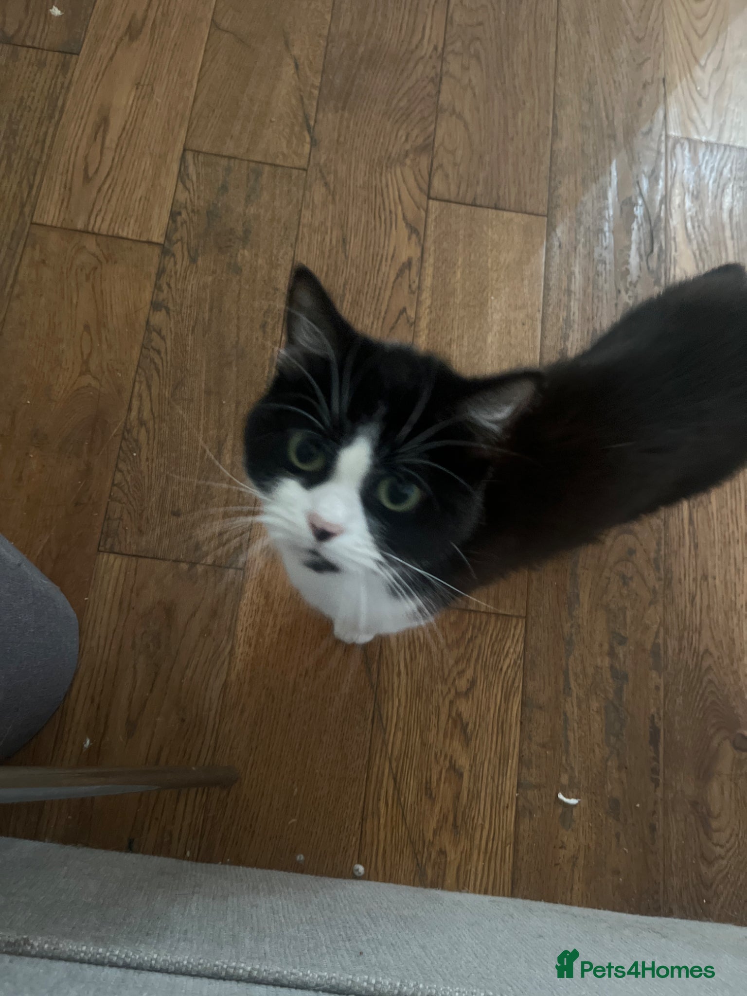 Mixed Breed cats Beautiful kittens  - Advert 3