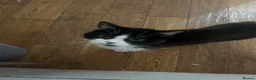 Mixed Breed cats for sale: Beautiful kittens  - Advert 1