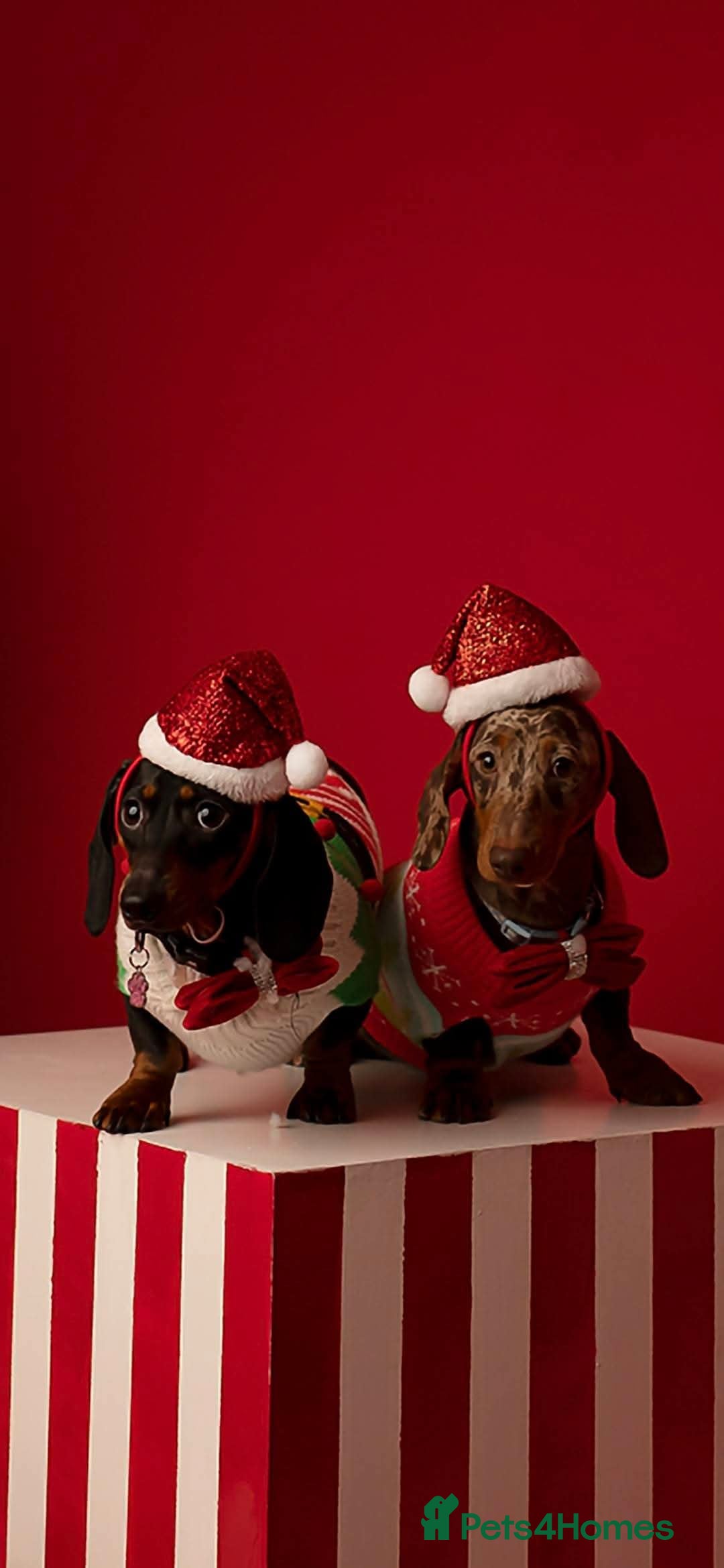 Miniature Dachshund dogs for sale: Miniature Dachshunds  - Image 5