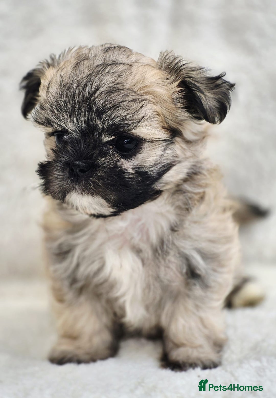 Shih Tzu dogs for sale: Gorgeous Small Imperial Shih tzu puppies READY - Image 6