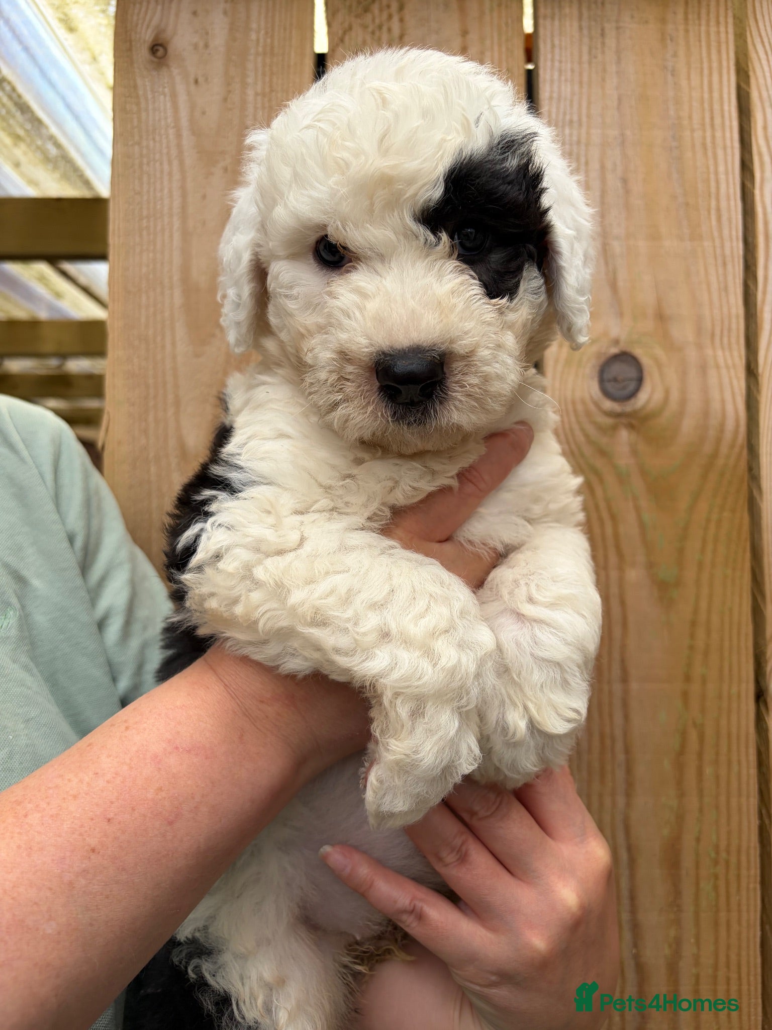 Old English Sheepdog dogs Kc Registered Old English Sheepdogs  - Advert 2
