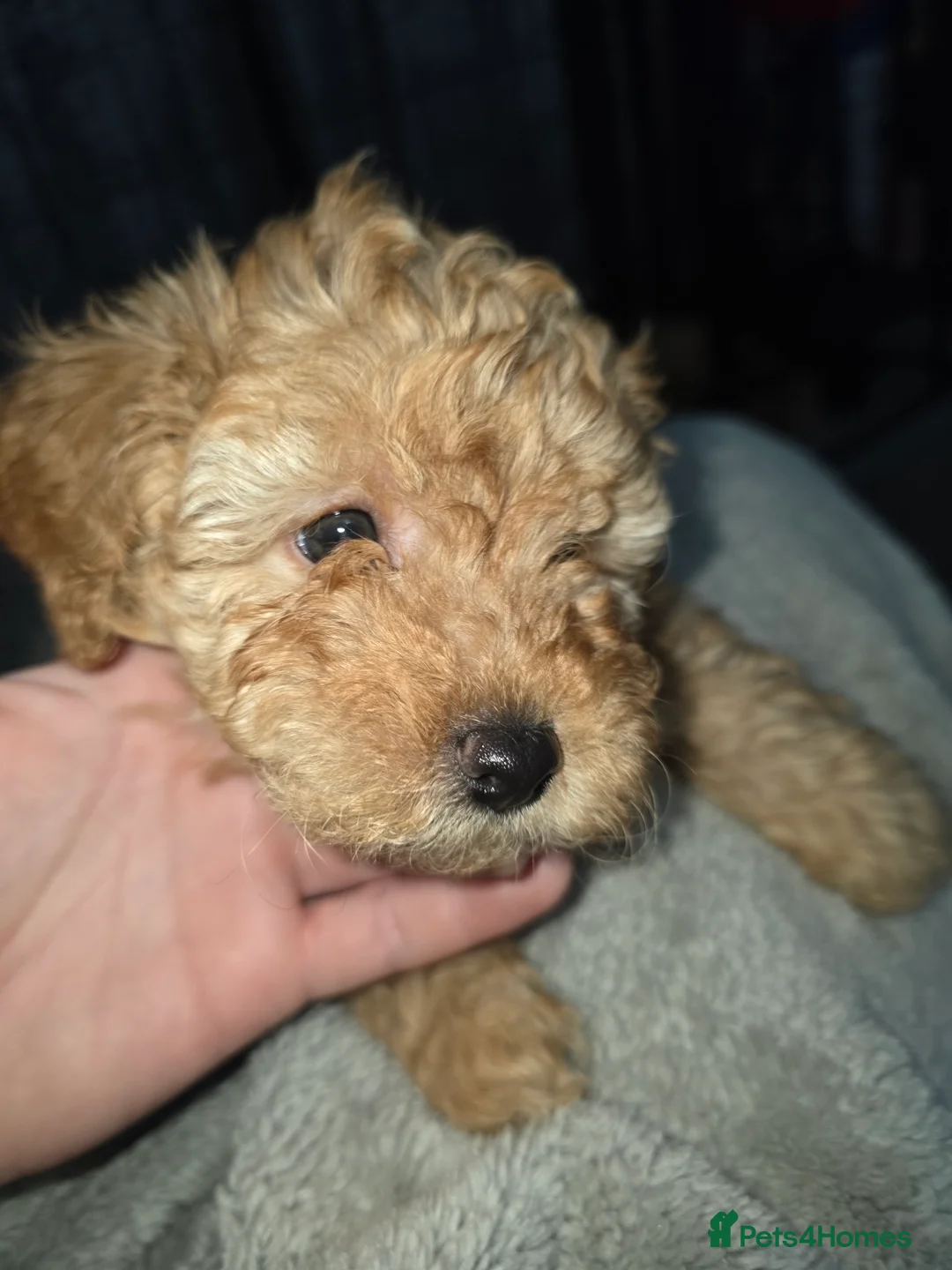 Poochon dogs for sale: Poochon puppies - Advert 9