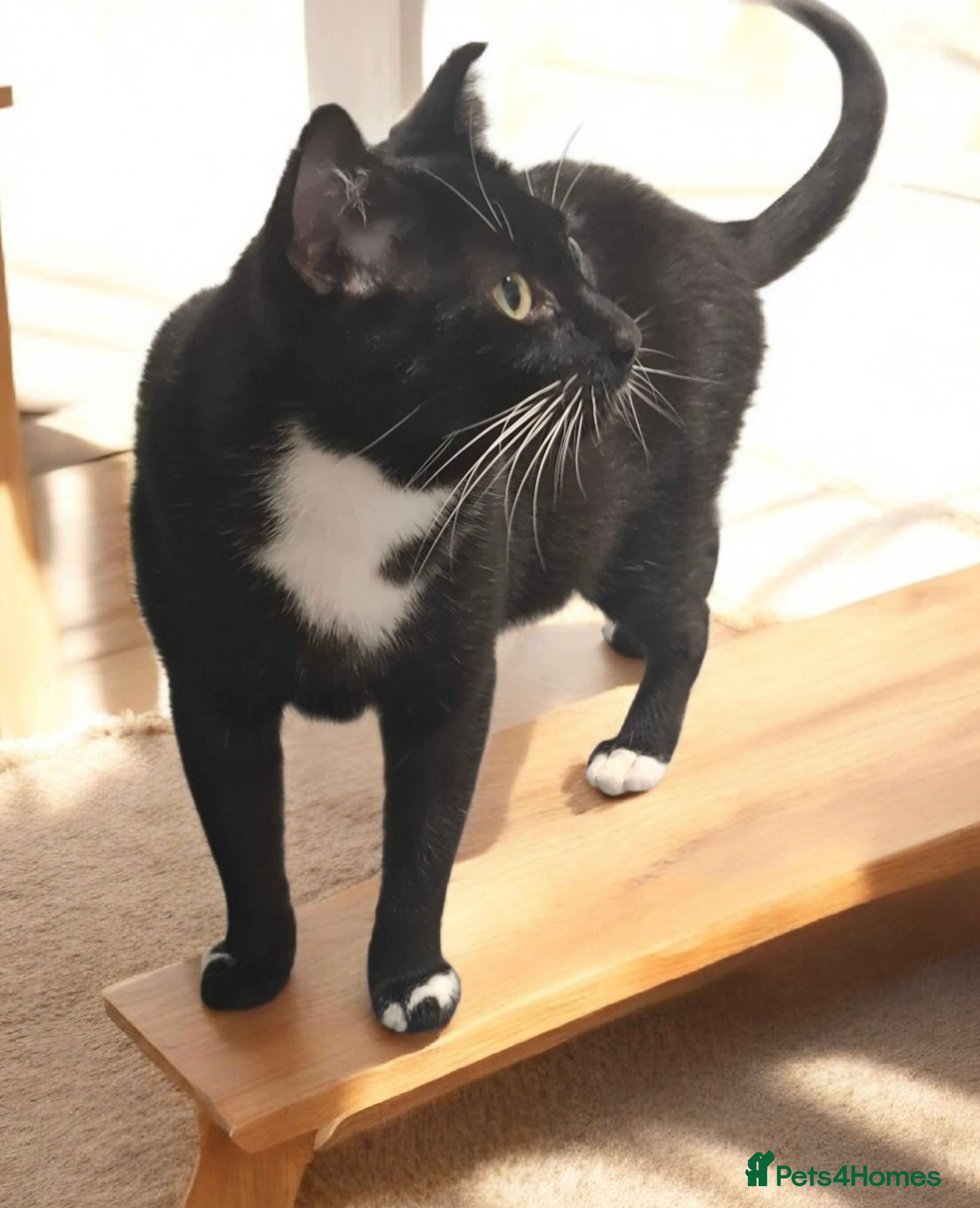 Domestic Shorthair cats Meet Jake A Gentle Soul Ready for His Forever Home - Advert 1