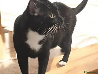 Domestic Shorthair cats Meet Jake A Gentle Soul Ready for His Forever Home - Advert 1