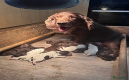 Cocker Spaniel dogs for sale: Cocker spaniel puppies - Image 2