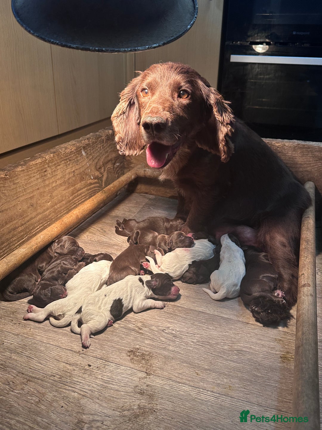 Cocker Spaniel dogs for sale: Cocker spaniel puppies - Image 2