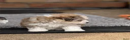 Havanese dogs for sale: Pure KC Havanese from 5 star licensed breeder  - Advert 3