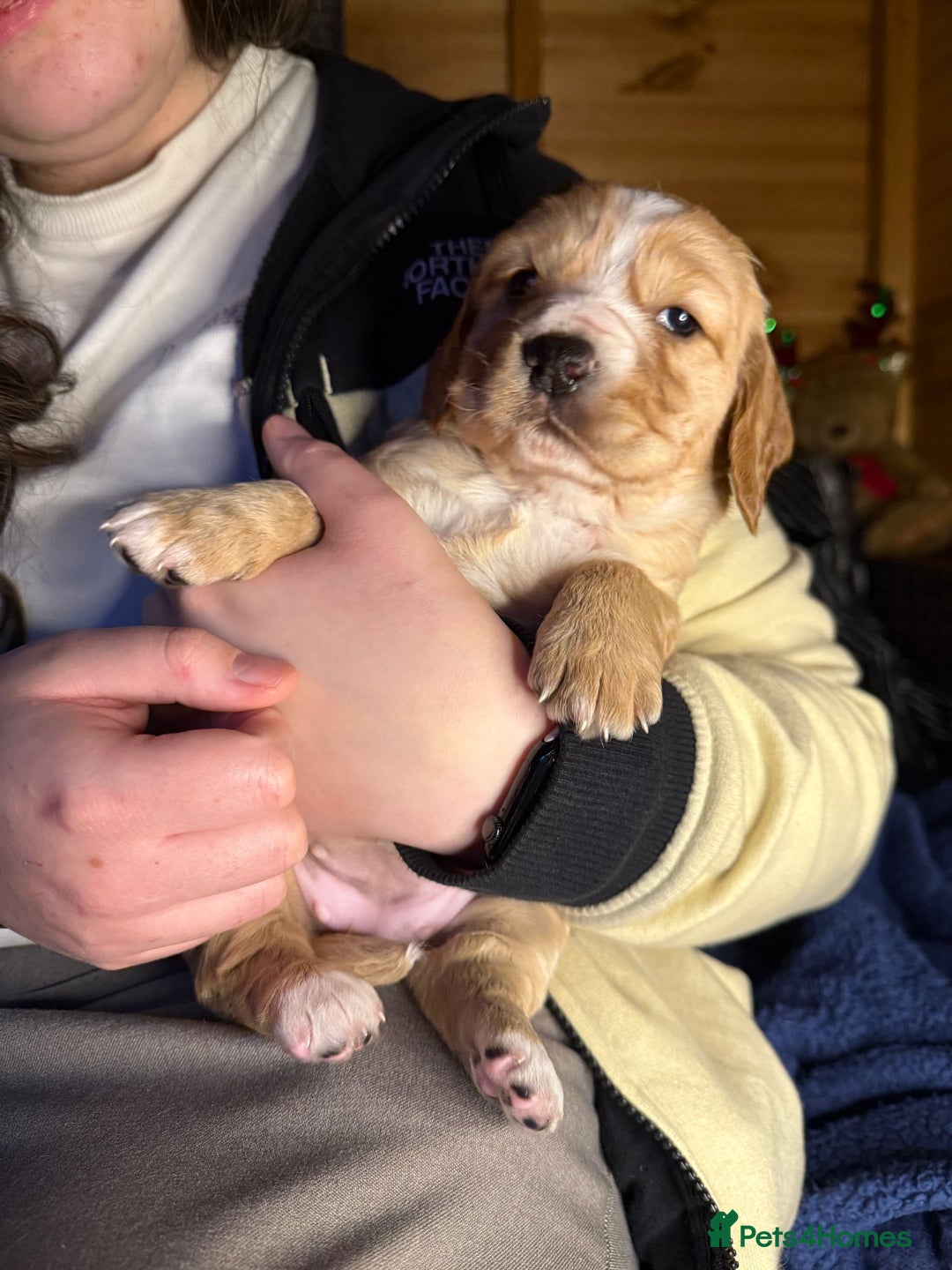 Cocker Spaniel dogs for sale: Cocker spaniel pups - Image 3