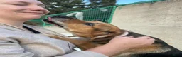 Mixed Breed dogs for adoption: Our Boy Apollo needs a foster or forever home  - Advert 4